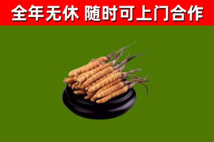 拱墅烟酒回收冬虫夏草.jpg